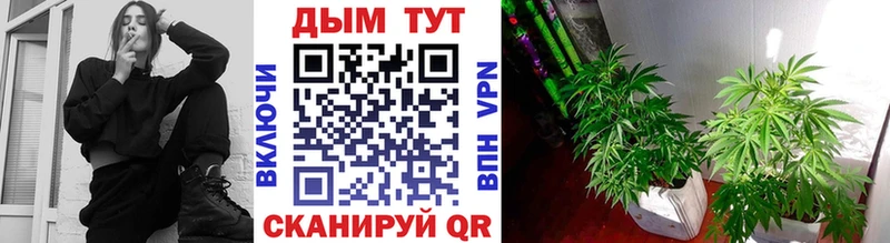 Бошки марихуана THC 21%  Пестово 